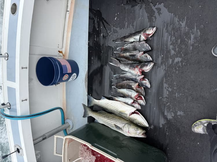 6-Hour Inshore fishing charter – Cape Cod, Hyannis MA