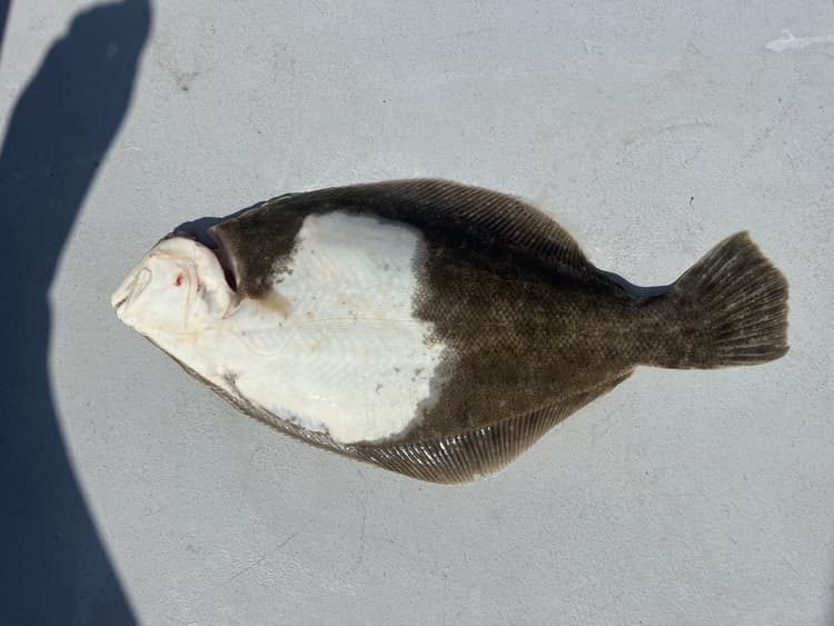 Nantucket Shoals Fluke fishing charter – Cape Cod, Hyannis MA