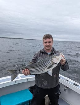 Striped bass catch
