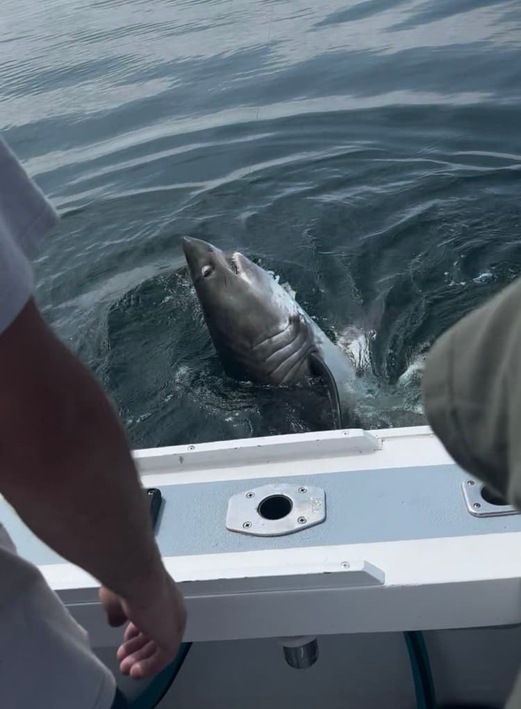 Offshore Shark fishing charter – Cape Cod, Hyannis MA